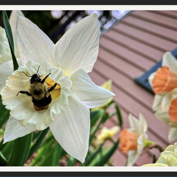 Jen Stanchfield Reflection Postcard